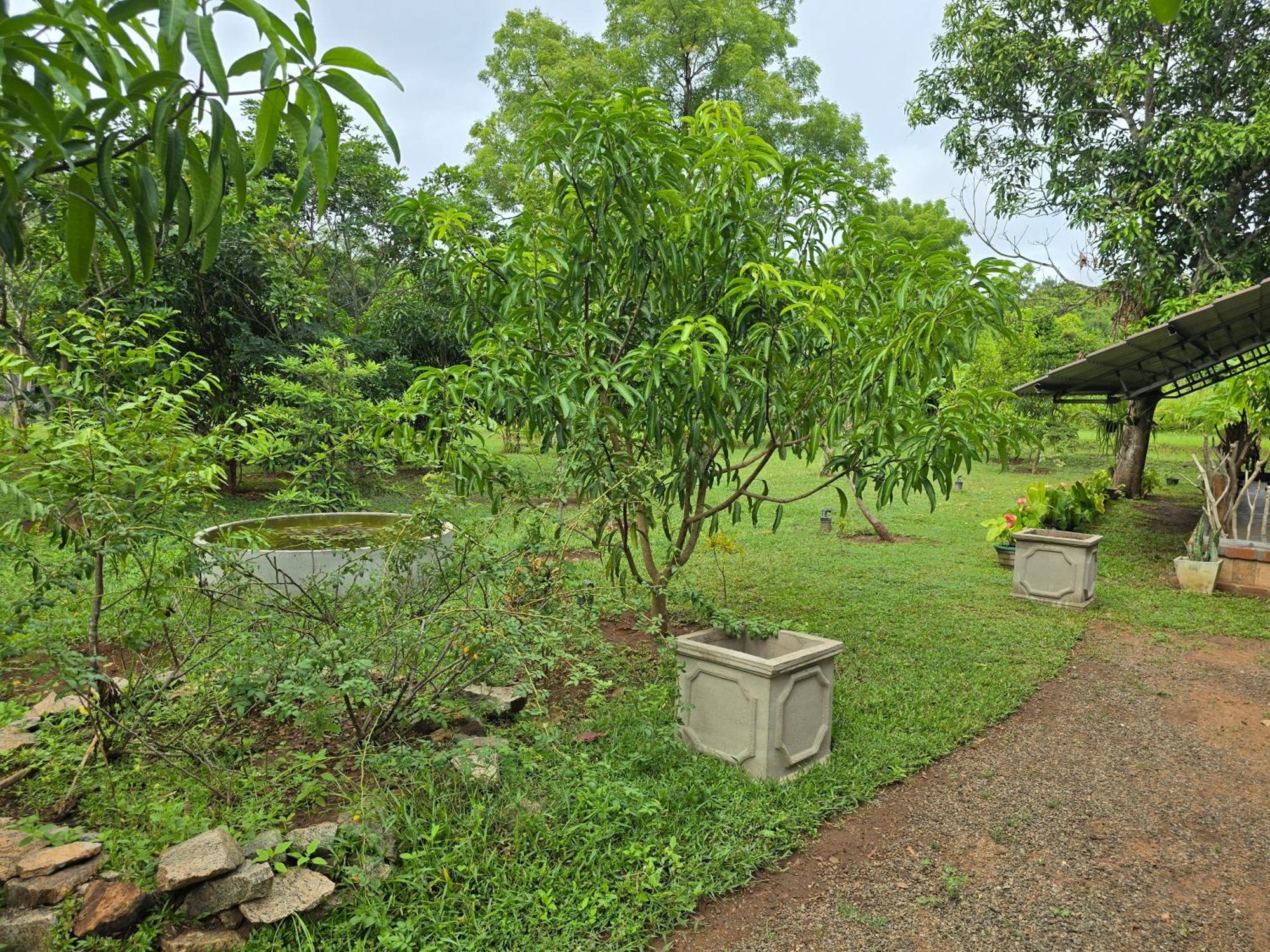 Ceylon Resort Wilpattu Luaran gambar